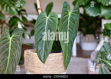 Maison tropicale 'Philodendron Melanochrysum' avec de longues feuilles de velours dans un pot de fleurs sur une table dans la salle de séjour Banque D'Images