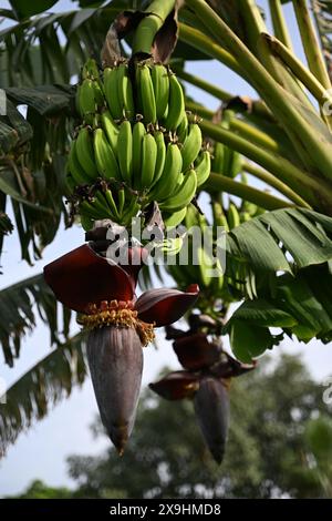 Un bananier, ses larges feuilles brillantes, supporte un poids de bananes vertes. Nichée parmi eux, une fleur vibrante ajoute une touche de couleur. #banana Banque D'Images