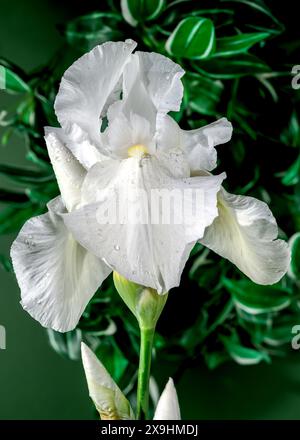 Belle immortalité d'iris blanc florissant sur un fond vert. Gros plan de la tête de fleur. Banque D'Images