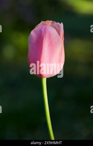 Vue rapprochée d'une fleur de tulipe rose non ouverte. Banque D'Images