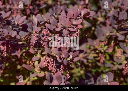 Branches d'épine-vinette japonaise (Berberis thunbergii) avec fleurs non ouvertes. Banque D'Images