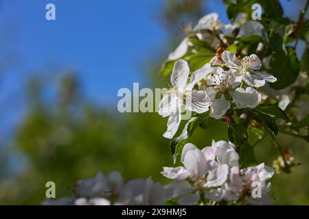 Vue rapprochée des pommiers (Malus domestica) en fleurs. Banque D'Images