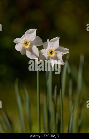 Fleurs blanches de jonquille (Narcissus poeticus). Banque D'Images
