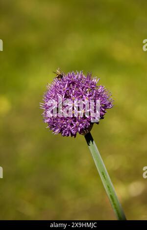 Une abeille sur une fleur d'oignon géante (Allium giganteum). Banque D'Images