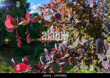 Branches d'épine-vinette japonaise (Berberis thunbergii) avec fleurs non ouvertes. Banque D'Images