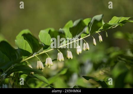 Tige fleurie d'un phoque de Salomon commun (Polygonatum multiflorum). Banque D'Images