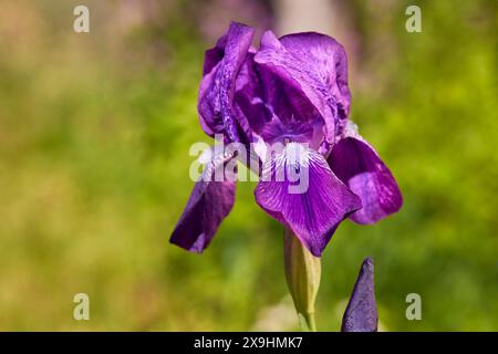 Fleur violette d'un iris barbu allemand (Iris germanica). Banque D'Images