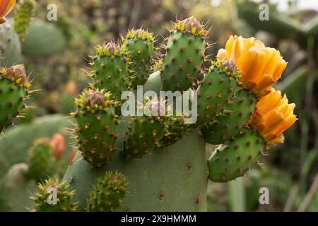 Un cactus avec une fleur jaune dessus. La fleur est entourée d'épines. Le cactus est dans un champ avec d'autres plantes Banque D'Images