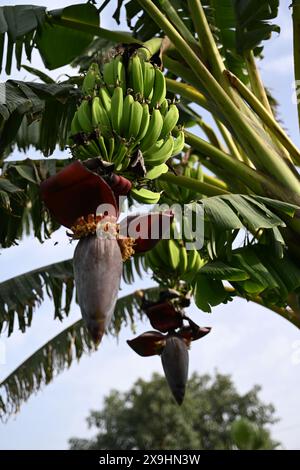 Un bananier, ses larges feuilles brillantes, supporte un poids de bananes vertes. Nichée parmi eux, une fleur vibrante ajoute une touche de couleur. #banana Banque D'Images