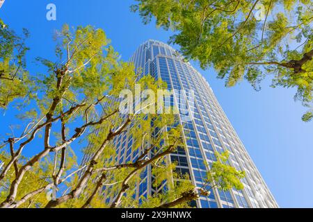 Grand immeuble de bureaux avec une façade en verre dans le centre-ville de Los Angeles vu à travers des branches d'arbres feuilletés. Banque D'Images