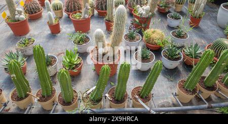 Piste pour la reproduction de plantes dans une pépinière. Cactus et succulentes, xeriscape Banque D'Images