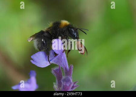 Gros plan naturel sur un ouvrier Garden Bumblebee, Bombus hortorum wwith a parasite jaune brun Antherophagus pallens coléoptère attaché à ses mandibules Banque D'Images