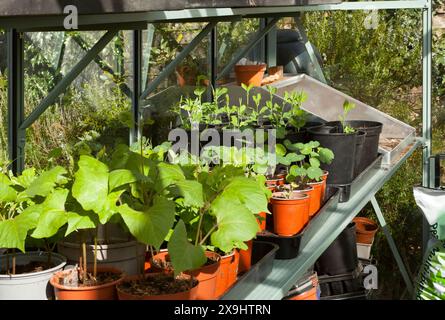 Plants de haricots coulants poussant dans une serre Banque D'Images