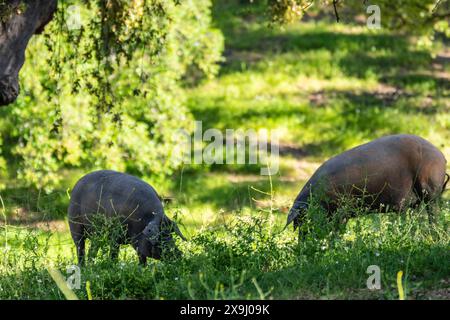 Troupeau de porcs ibériques, sus scrofa domestica, Sierra Morena, Sierra Norte de Sevilla, province de Séville, Andalousie. Banque D'Images