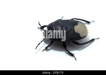 Sehirus luctuosusinsect, une photo macro, prise de vue d'un bouclier oublie-me-not marchant sur fond blanc vue de dessus Banque D'Images