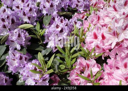 Deux buissons avec des fleurs de rhododendron ​pink et lilas dans une pépinière Banque D'Images