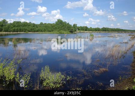 Lac peu profond dans une immense zone de tourbière. Le ciel bleu avec des nuages se reflète dans l'eau. Lieu : Dalum-Wietmarscher Moor, basse-Saxe, Allemagne Banque D'Images