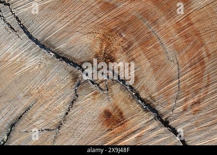 fond d'une bûche de bois flotté fraîchement coupée Banque D'Images