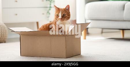 Chat drôle dans une boîte en carton à la maison Banque D'Images