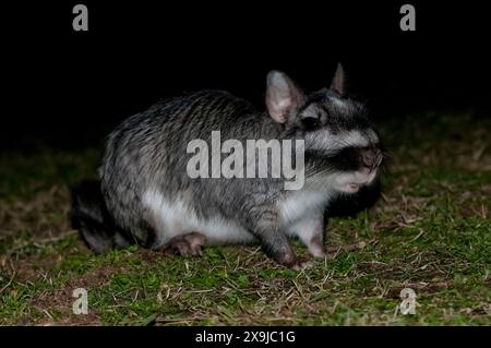 Vizcacha , Lagostomus maximus, Parc national d'El Palmar , Province d'entre Rios, Argentine Banque D'Images