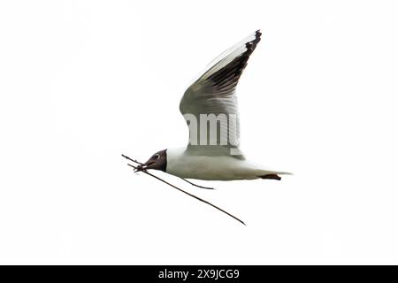 Mouette à tête noire (Larus ridibundus) portant un bâton pour la nidification Hickling Broad Norfolk GB UK juin 2022 Banque D'Images