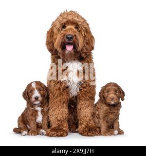 Fier jeune mâle Cobberdog aka Labradoodle, assis face à l'avant entre 2 chiots. Regarder directement à la caméra avec la languette sortie. Isolé sur un whi Banque D'Images