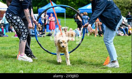 Brighton UK 1er juin 2024 - les chiens et leurs propriétaires participent à l'exposition canine Bark in the Park qui se tient au soleil au Queens Park Brighton le premier jour de l'été : crédit Simon Dack / Alamy Live News Banque D'Images