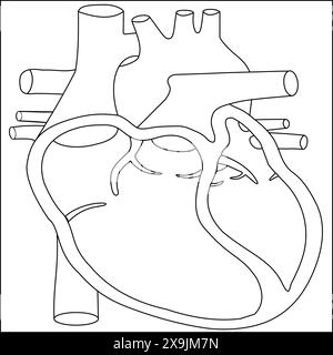 Illustration vectorielle simple d'anatomie du cœur humain, coupe transversale du cœur humain, dos blanc, meilleur pour les sites Web médicaux, les brochures, les dépliants et l'éducation Illustration de Vecteur