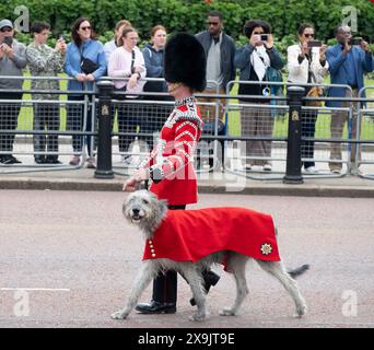 Mémorial de la Reine Victoria, Londres, Royaume-Uni. 1er juin 2024. La revue du Major général sur le Trooping of the Colour pour le défilé d’anniversaire du roi a lieu. Cette répétition est la première de deux revues formelles en uniforme complet des troupes et des chevaux avant de défiler pour la parade officielle d’anniversaire de SM le Roi le 15 juin. Les soldats sont inspectés par le major-général James Bowder OBE, le major-général commandant la division des ménages. La mascotte des gardes irlandais, Seamus the Irish Wolfhound (regardant la caméra) y participe. Crédit : Malcolm Park/Alamy Live News Banque D'Images