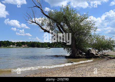 Plage de sable et arbre penché sur le Danube sur l'île de Szentendre avec ciel bleu et nuages blancs en été en Hongrie Banque D'Images