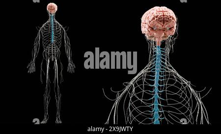 Anatomie du système nerveux cérébral humain, schéma médical avec les nerfs parasympathiques et sympathiques. Neurones médicalement précis, organe central, cor spinal Banque D'Images