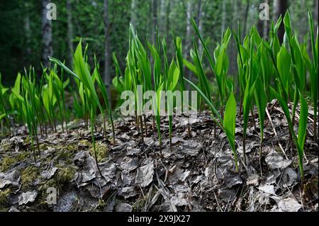 les germes du lis de la vallée se fraient un chemin à travers les feuilles fanées au printemps dans la forêt Banque D'Images