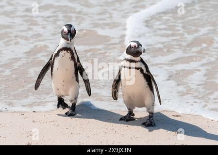 Deux pingouins africains, Spheniscus Demersus, à Boulders Beach en Afrique du Sud Banque D'Images