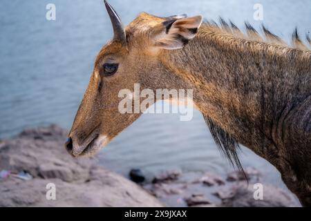 Célèbre antilope taureau bleu Neelgai trouvé au Rajasthan une vue commune à travers les villes de jaipur jodhpur et delhi Banque D'Images