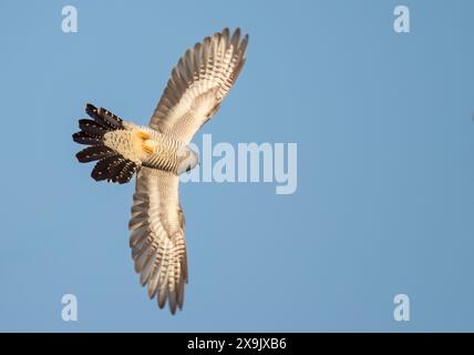 Cuckoo (Cuculus canorus) perché au soleil printanier, Oxfordshire Banque D'Images