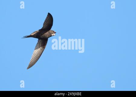 Un Swift (Apus apus) attrapant des insectes sur l'aile, Oxfordshire Banque D'Images