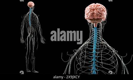 Anatomie du système nerveux cérébral humain, schéma médical avec les nerfs parasympathiques et sympathiques. Neurones médicalement précis, organe central, cor spinal Banque D'Images