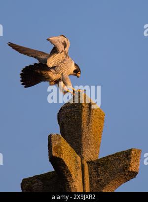 Faucon pèlerin mâle adulte (Falco peregrinus) débarquant au sommet de l'église Cromer, Norfolk Banque D'Images