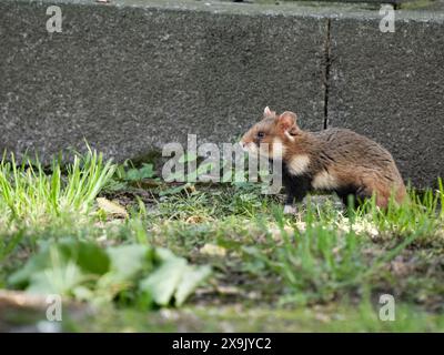 Hamster d'Europe, Cricetus cricetus mammifère unique par pierre tombale, Vienne, Autriche, mai 2024 Banque D'Images