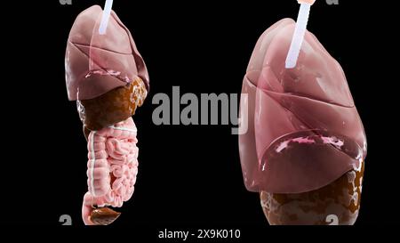 Anatomie humaine, organes et os internes, organes respiratoires et digestifs et parties du système circulatoire veineux nerveux sur fond noir, intestin et STO Banque D'Images