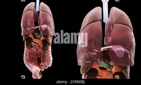 Anatomie humaine, organes et os internes, organes respiratoires et digestifs et parties du système circulatoire veineux nerveux sur fond noir, intestin et STO Banque D'Images