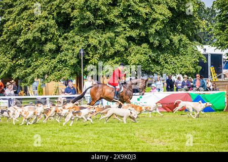 SHEPTON MALLET, SOMERSET, Royaume-Uni, 1er juin 2024, défilé d'une meute de chiens menée par le maître de chasse dans son rose chasse, au Royal Bath and West Show 2024. Crédit John Rose/Alamy Live News Banque D'Images