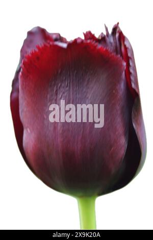 Les tulipes (Tulipa) forment un genre de géophytes bulbifères herbacées pérennes à floraison printanière (ayant des bulbes comme organes de stockage). Les fleurs sont généralement l Banque D'Images