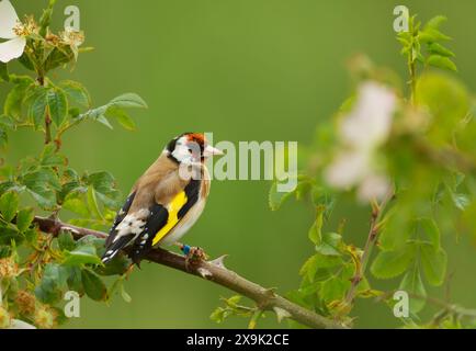 Gros plan d'un goldfinch européen perché sur une brindille Banque D'Images