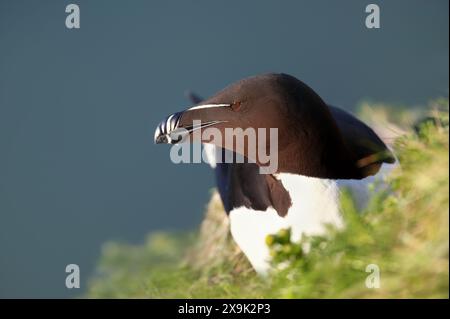 Gros plan d'un Razorbill nichant sur une falaise Banque D'Images