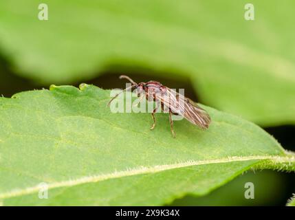 Photo macro d'une fourmi de bois ailée reposant sur une feuille verte Banque D'Images