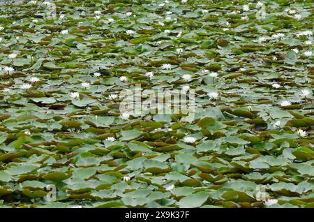 Nénuphar blanc américain, Nymphaea odorata Banque D'Images