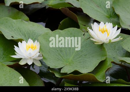 Nénuphar blanc américain, Nymphaea odorata Banque D'Images