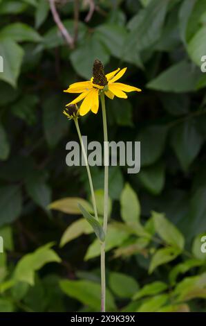 Géant Coneflower, Rudbeckia maxima Banque D'Images