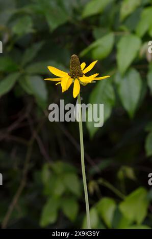 Géant Coneflower, Rudbeckia maxima Banque D'Images